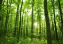 Semana forestal nacional: el emprendimiento que terminó con la depredación de bosques de aguaje